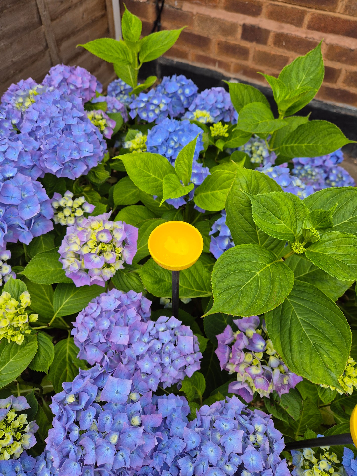 Bee Water Stations | Bumblebee Feeder Cups | Bee Waterer