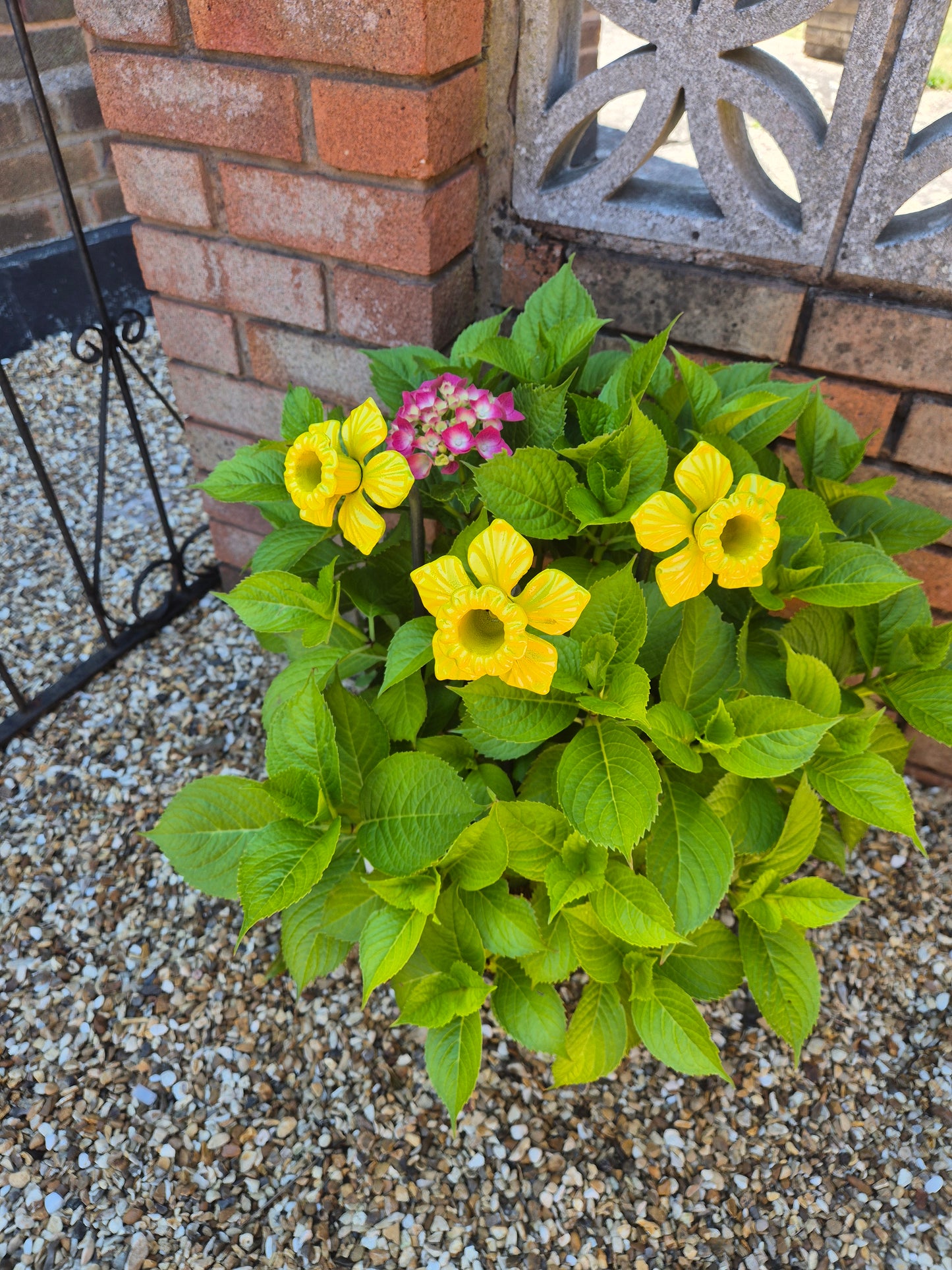 Colourful Metal Daffodil Flower Gift For The Garden