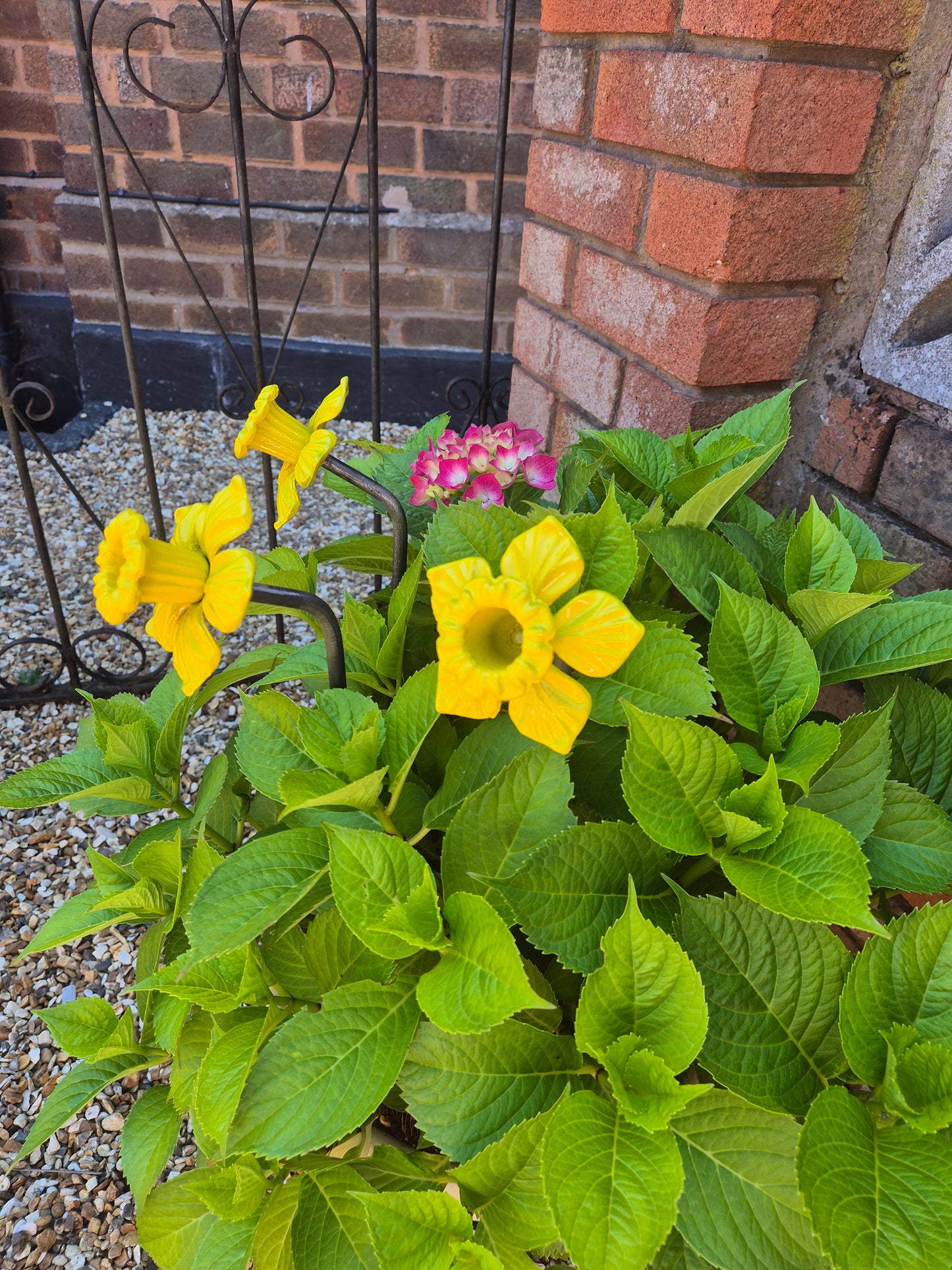 Colourful Metal Daffodil Flower Gift For The Garden
