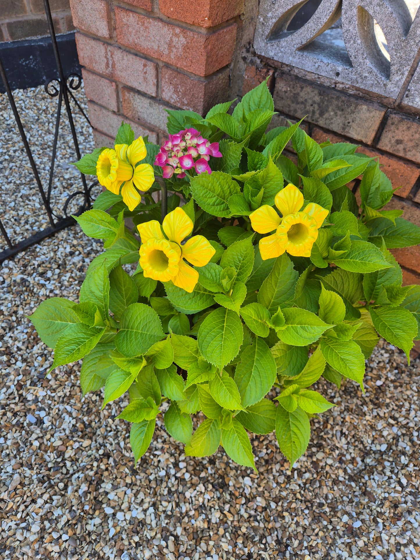 Colourful Metal Daffodil Flower Gift For The Garden