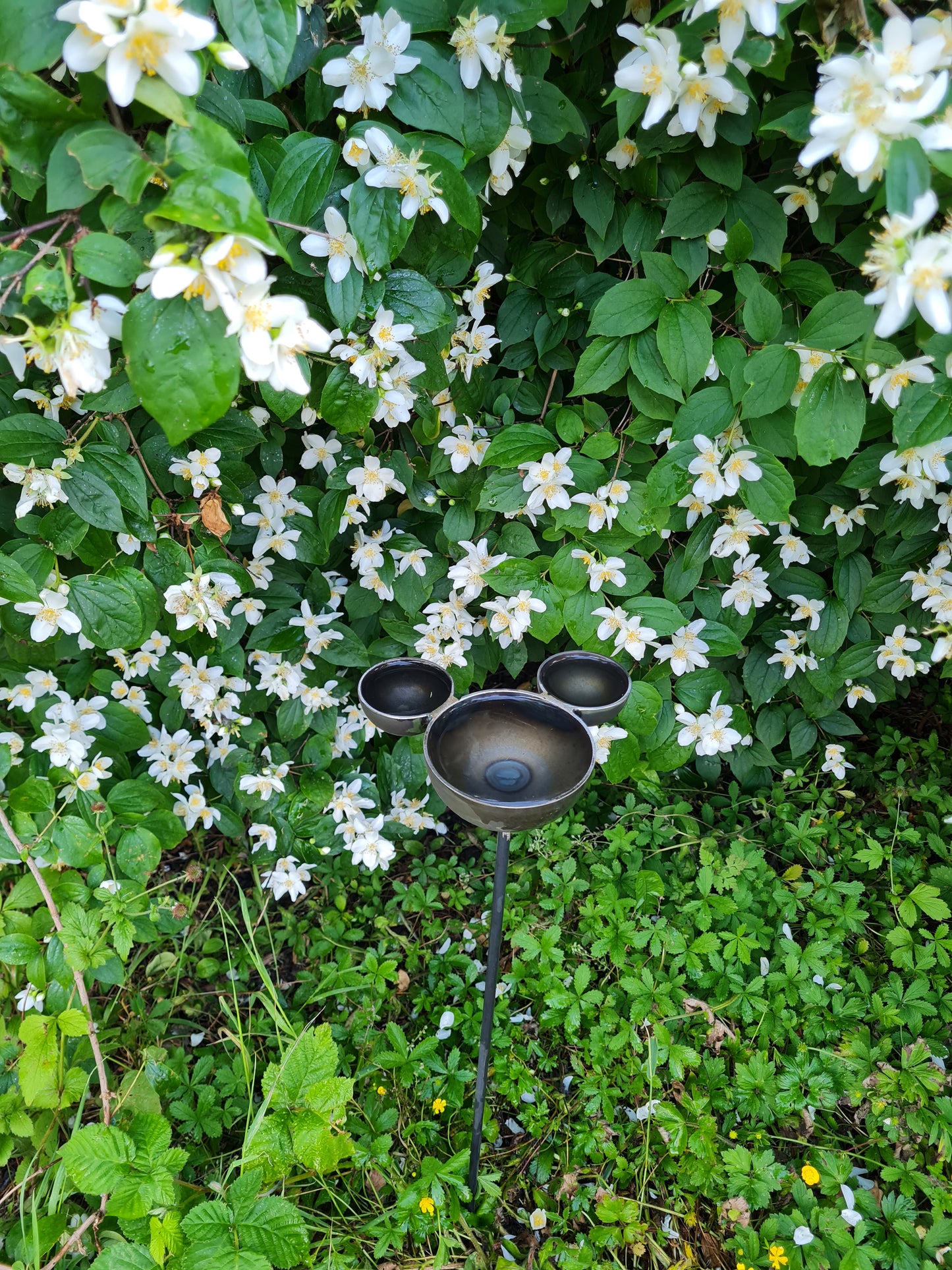 Mickey mouse rain catcher