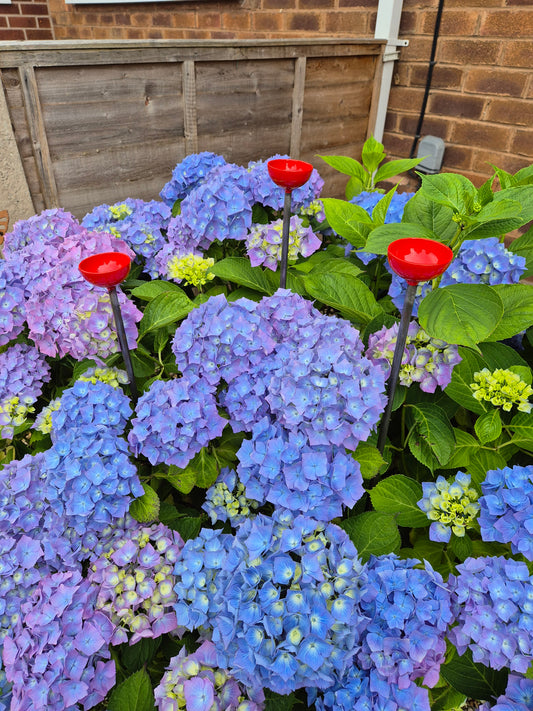 Bee Water Stations | Bumblebee Feeder Cups | Bee Waterer